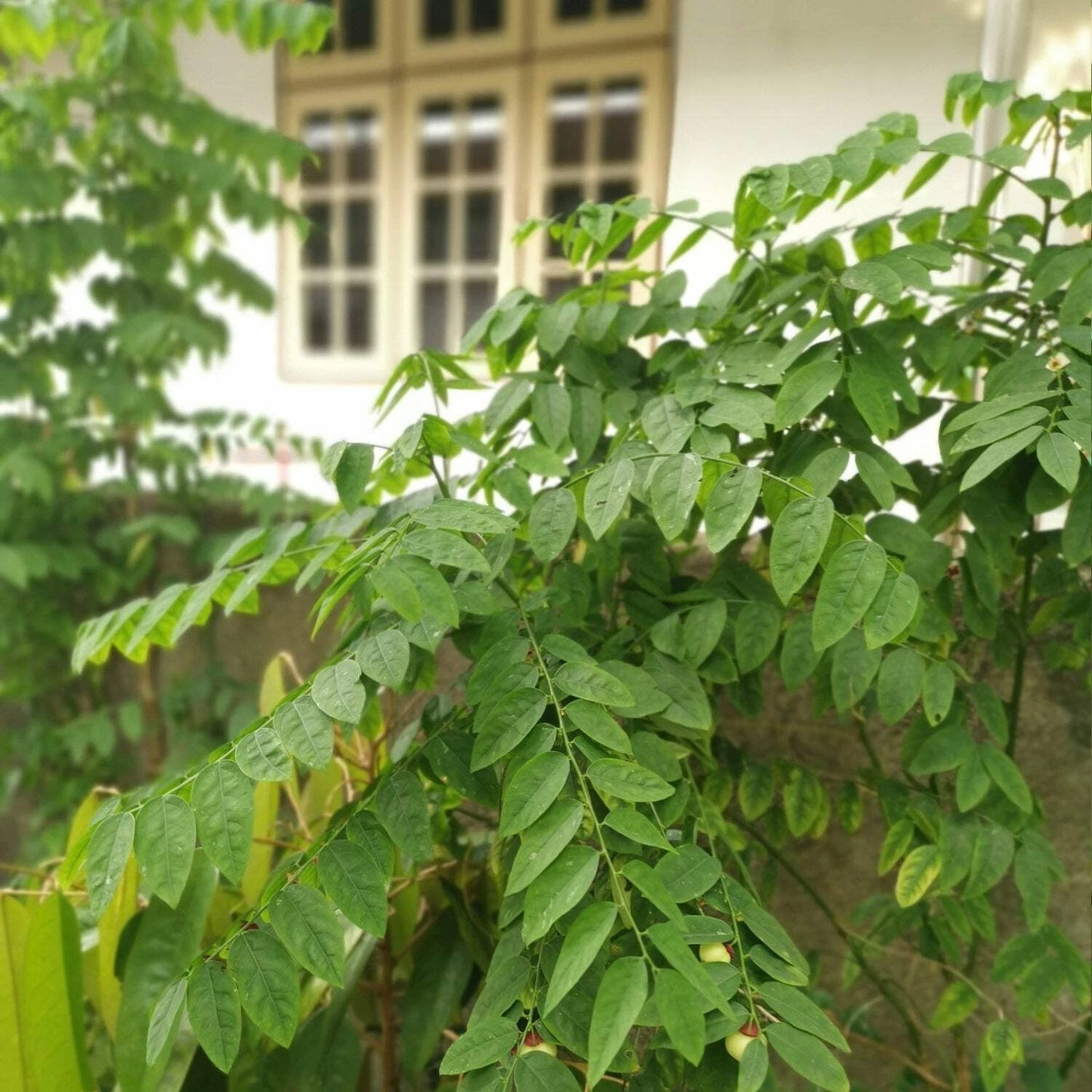 Katuk Live Plant 3-8 Inches Sweetleaf Bh Sauropus androgynus Edible Leaves High Protein Plant for Zones 8-11