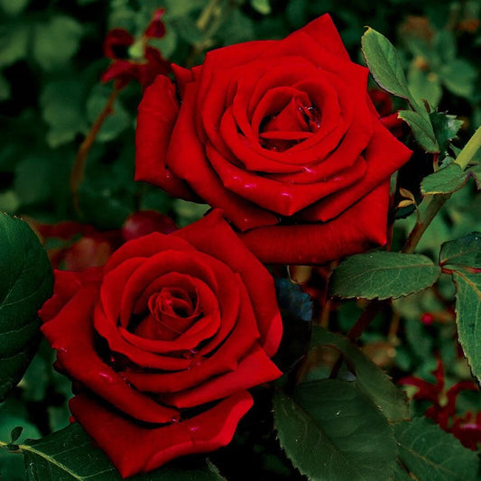 Super Rare Black Cherry Rose Cuttings - 3 Rooting or Grafting Cuttings - Rosa 'Black Cherry'