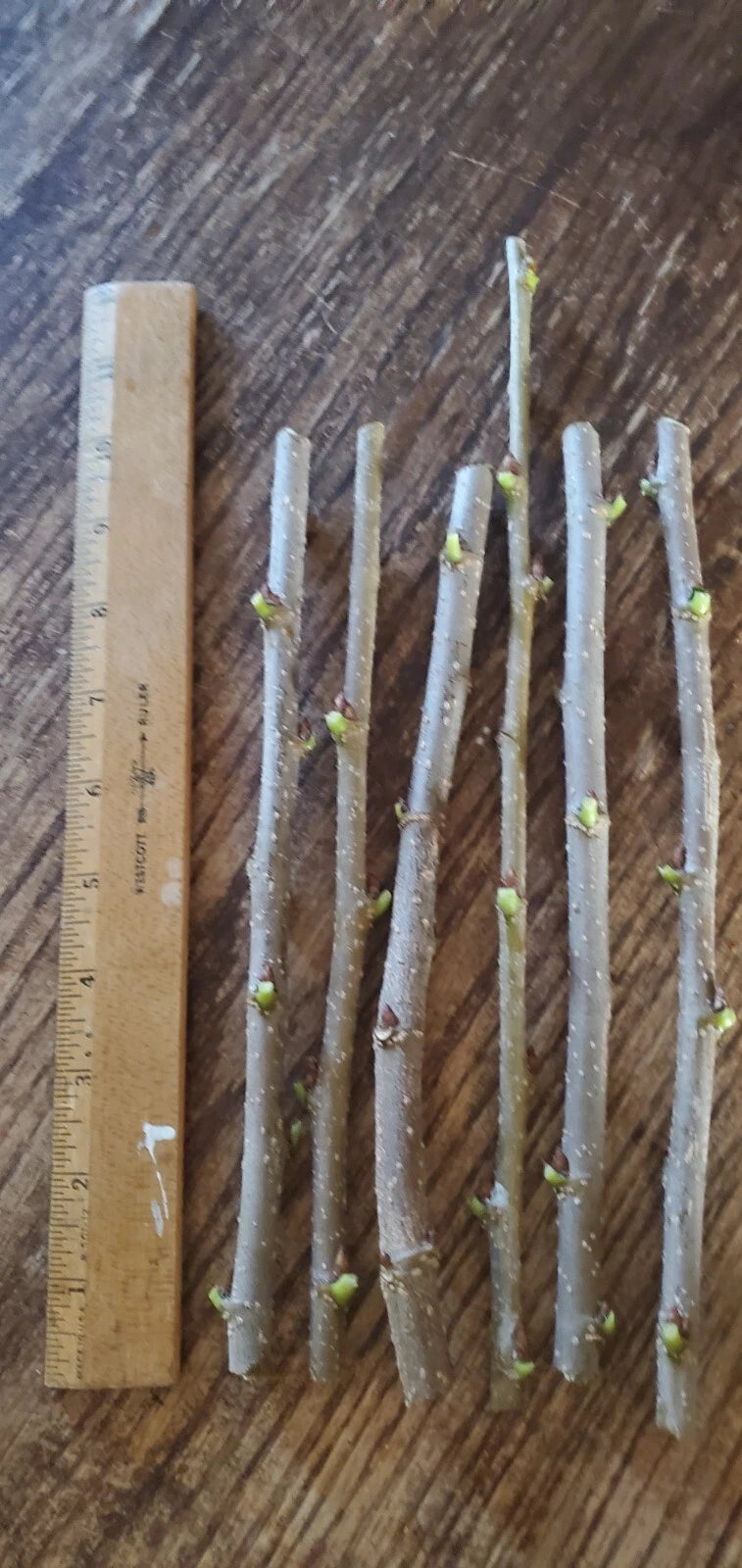 Thai Dwarf Mulberry Cuttings (5) - Morus alba, Fruit-Bearing, Easy to Root