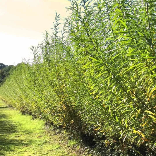 25 Austree Hybrid Willow Cuttings - Fast Growing Privacy Tree - Salix x matsudana 'Austree' - Indiana Grown