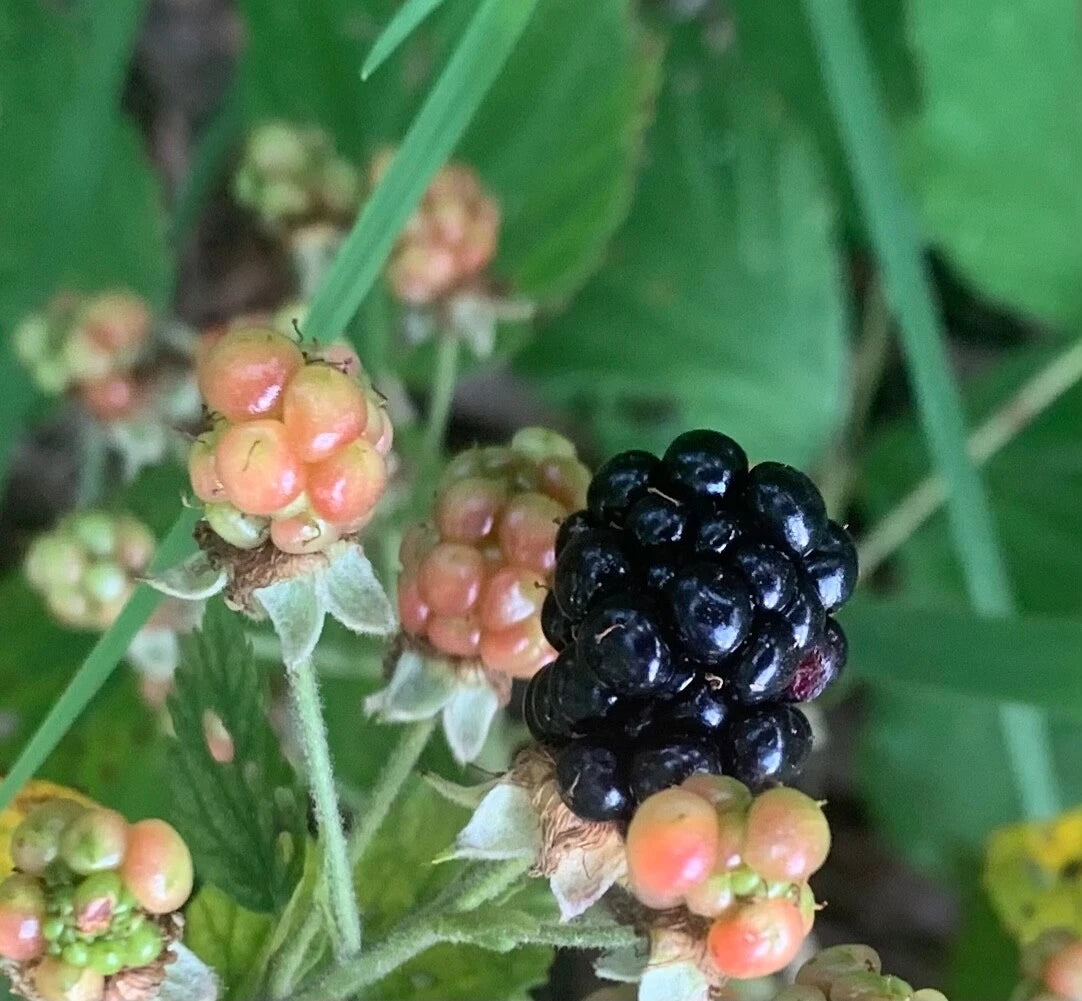 Live Southern Wild Blackberry Bush Starter Plants - Bare Root Edible Fruit, Rubus sp., Hardy & Low Maintenance, 5-Pack