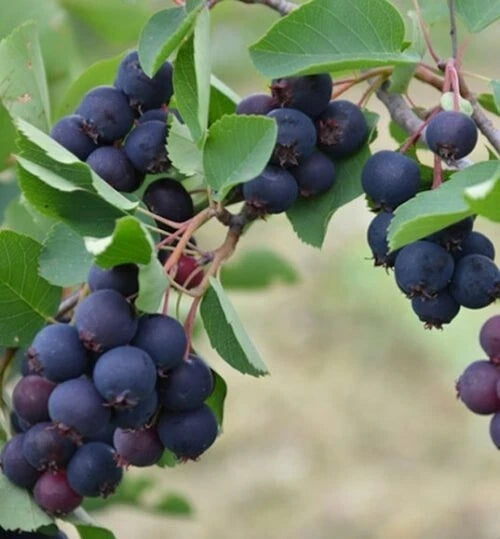 Allegheny Edible Serviceberry Plant Starter - Amelanchier laevis, Self-Pollinating, Zones 4-8, Dark Purple Berries