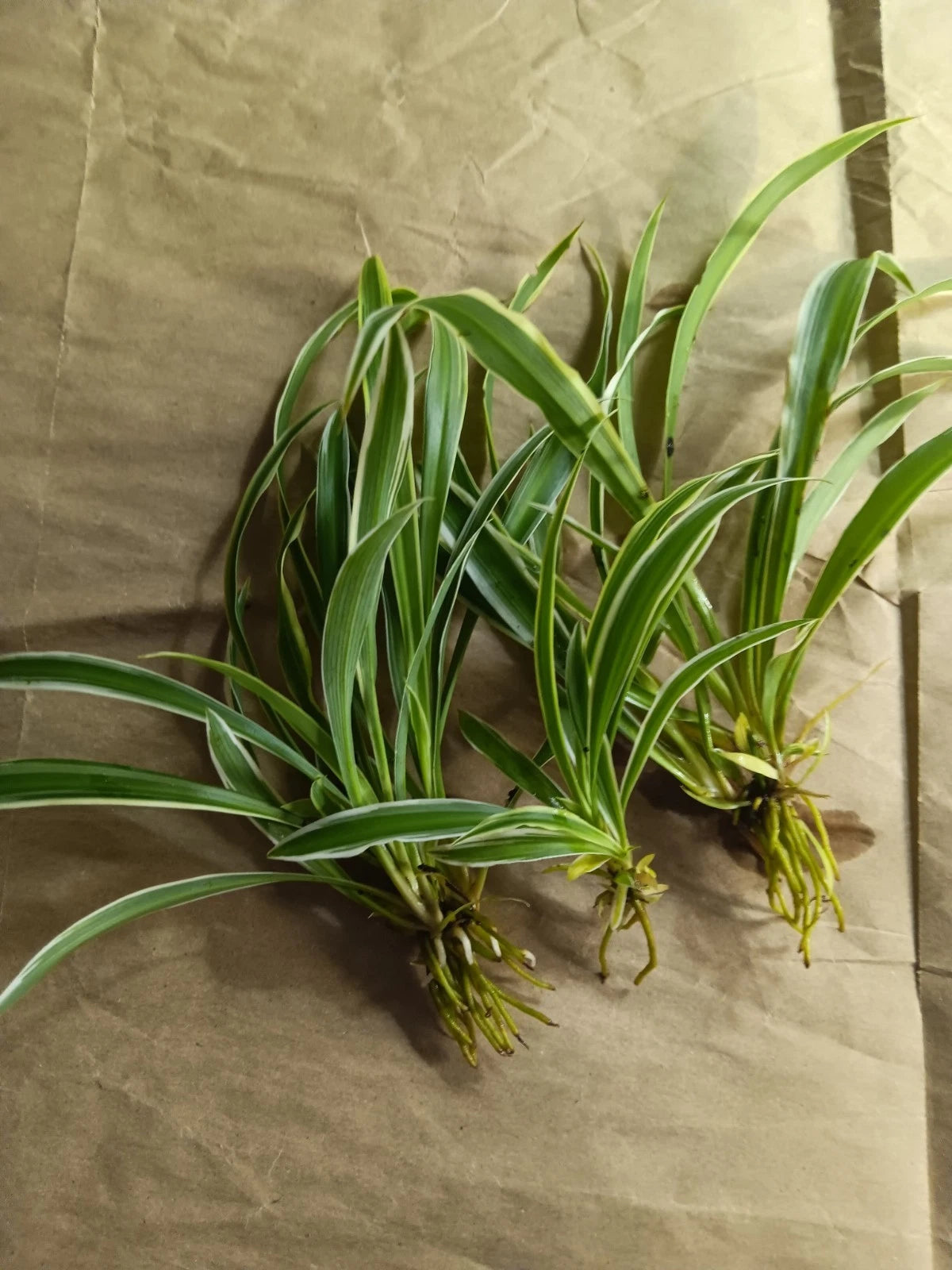 Reverse Variegated Spider Plant Pups - Chlorophytum comosum - Air-Purifying Indoor Houseplants - Set of 3 Bare Root Plants