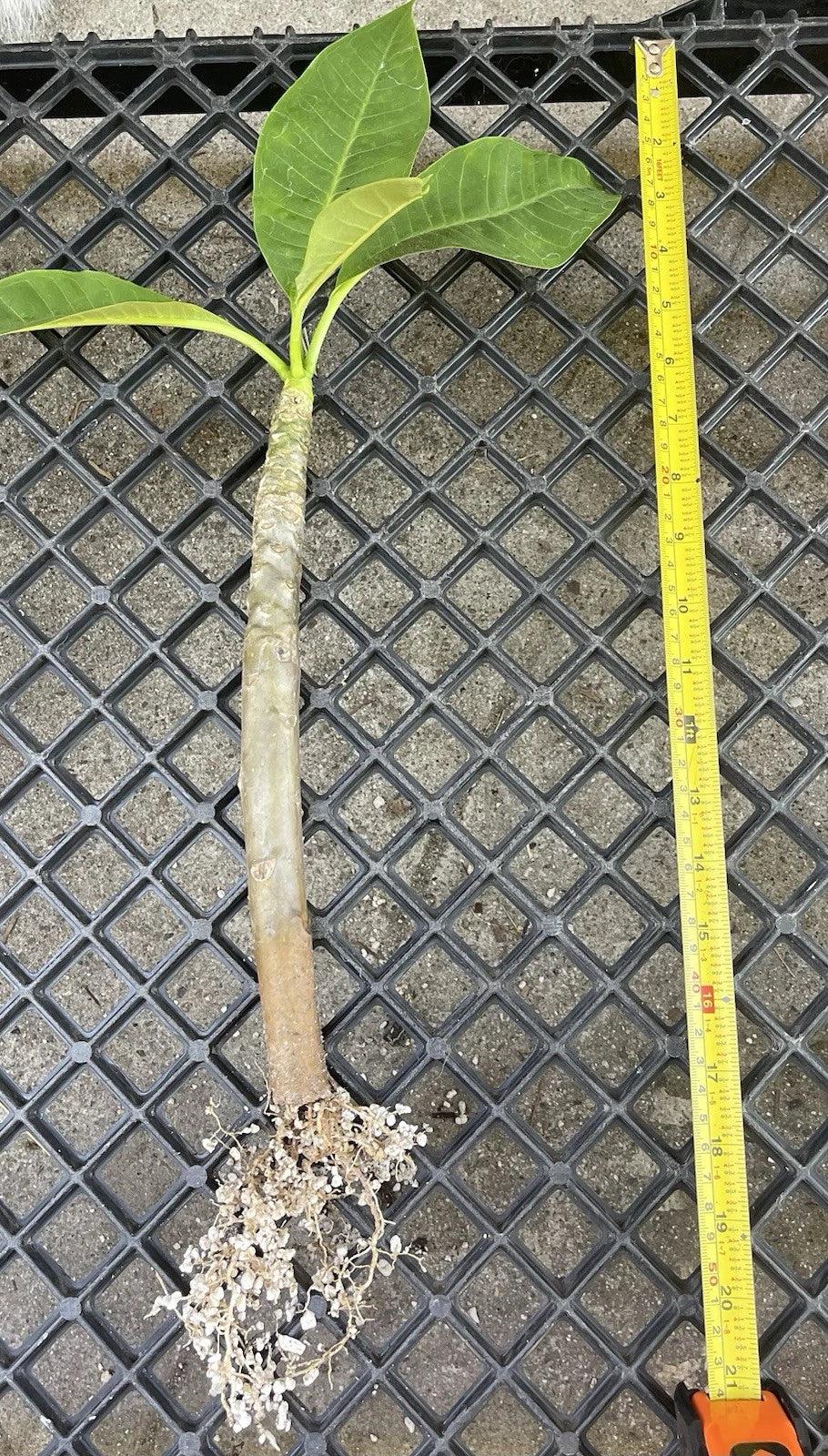 Rooted Plumeria Celandine 12” Plant with Strong Roots - Exotic Tropical Blooms, Perfect for Garden Enthusiasts