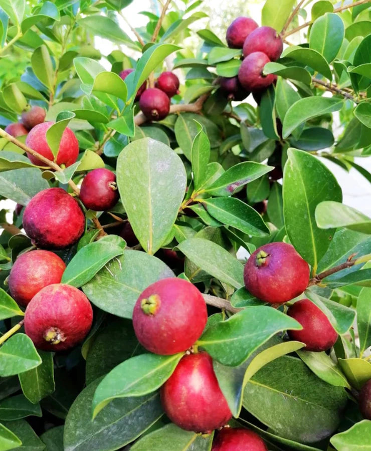 Live Strawberry Guava Plant - 6-9" Rooted - Psidium cattleianum - Pink Juicy Fruit - Ideal for Containers & Small Gardens