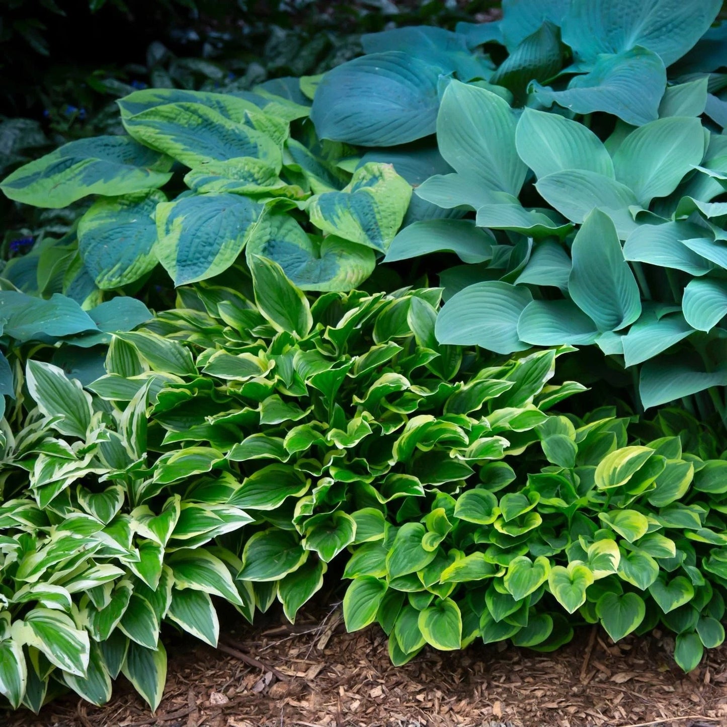 Hosta Plant Roots Mix - 10 to 30 Bare Root Varieties for Shade Garden - Easy to Grow Hosta Bumper Crop Mix