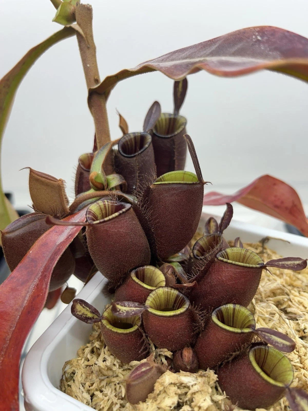 Nepenthes Ampullaria Black Miracle Plant - Large Basal Rooted Cutting in 3.5 Inch Pot - Carnivorous Pitcher Plant