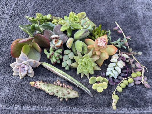 25 Assorted Succulent Cuttings | Variety Pack | Free Shipping | Perfect for DIY Projects and Plant Lovers | Various Species