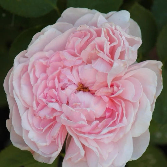 Auswith Climbing Rose Cuttings 3 Pcs 6” Long Unrooted Cuttings Rosa 'Auswith' for Garden Planting