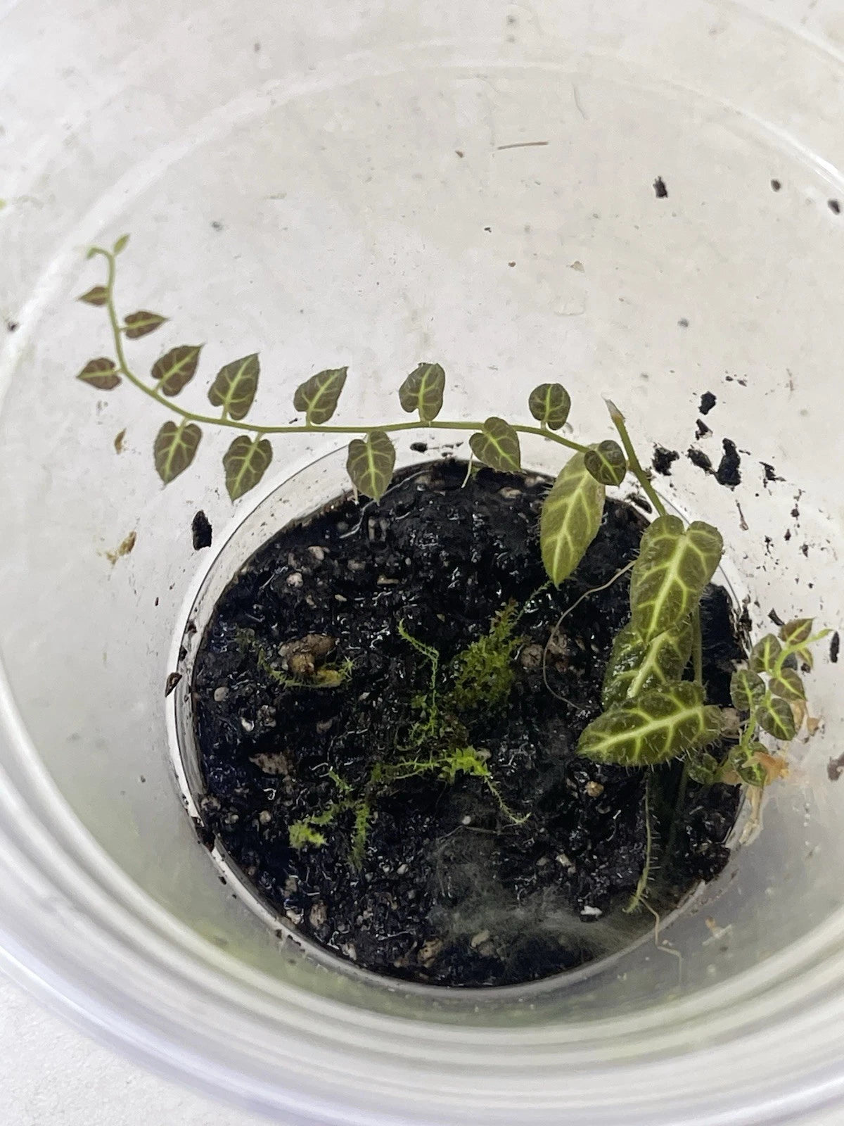 Solanum sp. Ecuador Vine Plant - Rooted in Pot for Terrarium - Easy to Grow, High Humidity Adaptable - Ideal for Indoor Gardens
