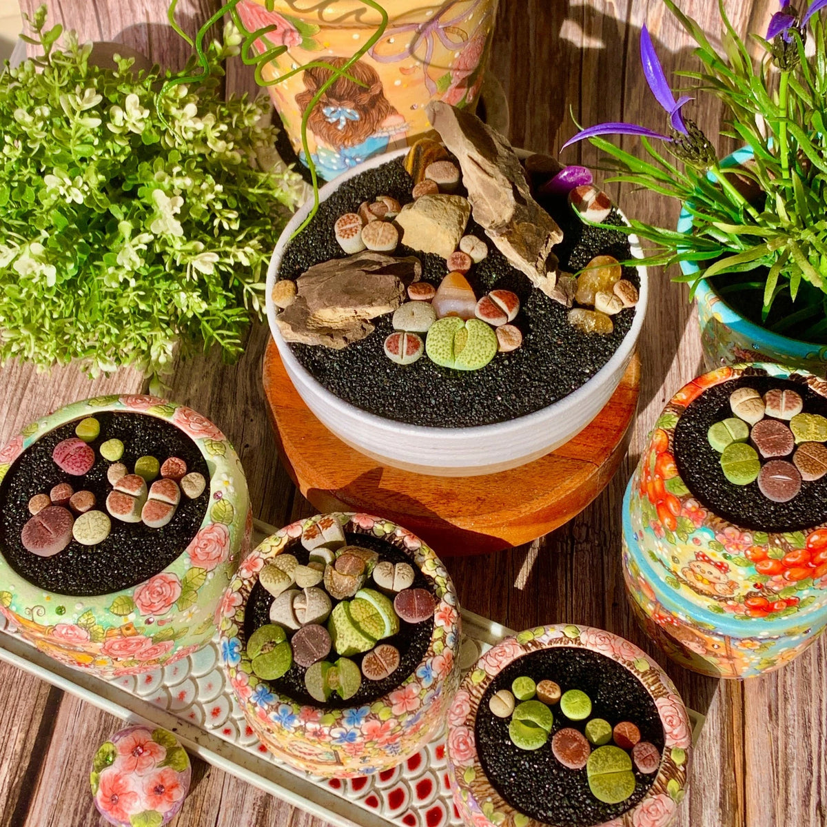 Lithops Succulent 10 Pills Rare Imported Living Stones Bare Root Indoor Decor
