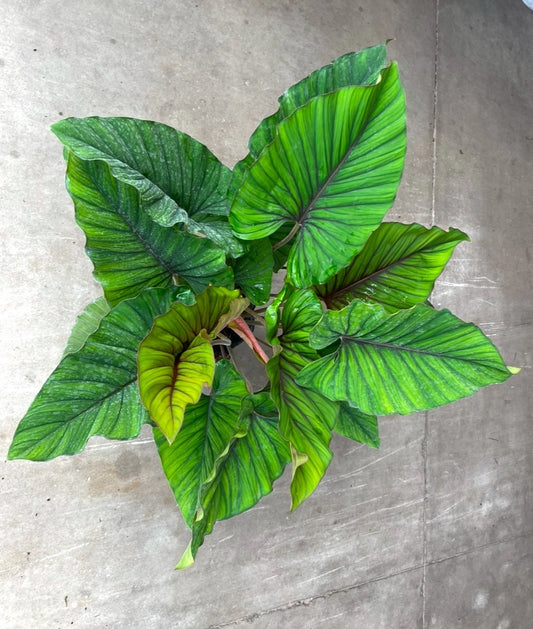 Adelonema Red Velvet Plant - 3" Pot - Tropical Foliage with Red Veins - Low Light House Plant - Rooted and Shippable