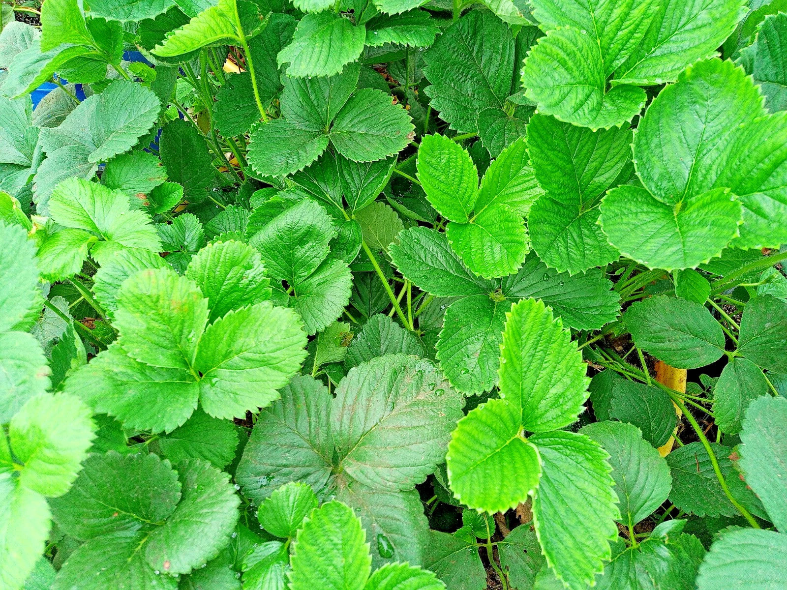 Strawberry Plant 1 Gallon Pot Fast Growing Fragaria × ananassa Edible Fruit Organic Care Garden Plant