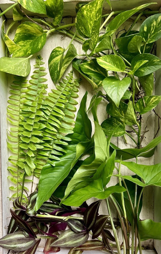20 Pack Rooted Plant Cuttings - Pothos, Wandering Jew, Arrowhead Vines, Ferns - Healthy Fresh Plants for Home Decor