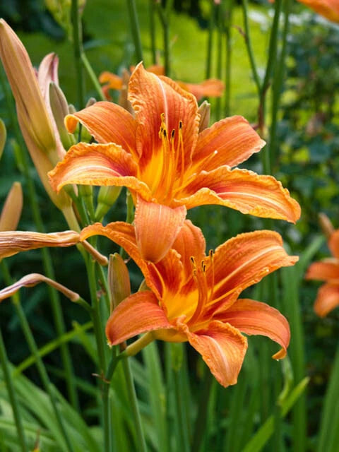 Orange Daylily Bare-root Plant - Hemerocallis Hardy Perennial - Drought-Tolerant, Low Maintenance, Pollinator Friendly