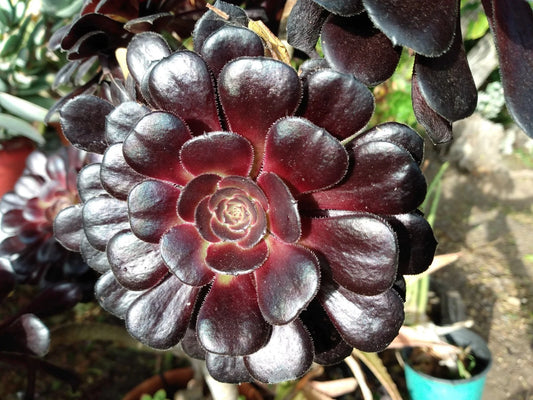 Aeonium Zwartkop Black Rose Succulent Plant - 4-6 inch Live Rooted Rosette - Ornamental Garden Plant