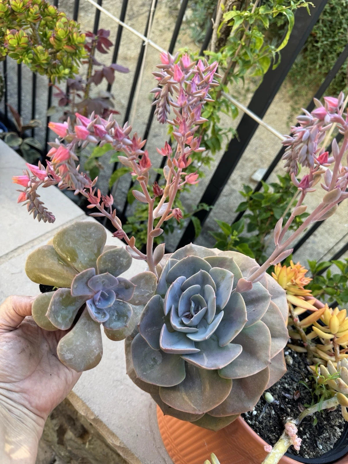 Echeveria Dusty Rose Live Succulent Plant Rooted - Echeveria Gigantea Rose Purpus - Perfect for Home Decor
