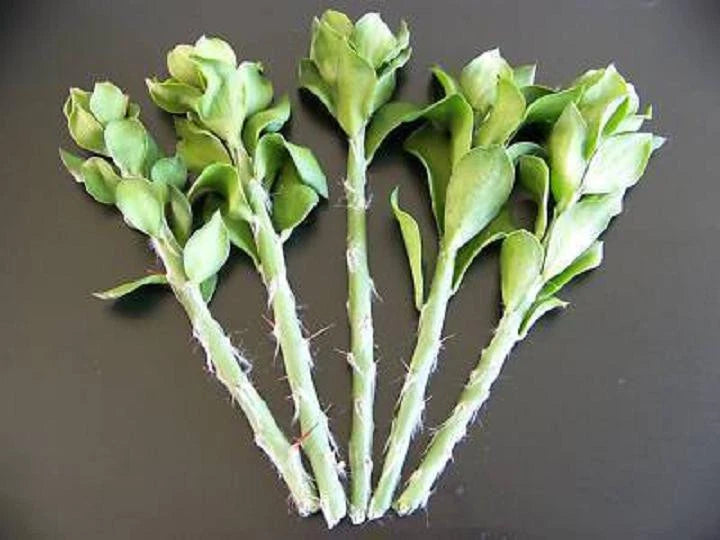 Pereskiopsis Grafting Stock Cuttings 20 Pack Rare Pereskia Cactus 2-4" Tall for Cacti Grafting - Pereskiopsis Cutting