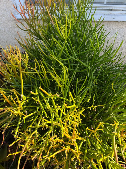 10 Cuttings Fire STICKS Succulent - Euphorbia Tirucalli Pencil Cactus Live Plant Cuttings 4"-8" Length, No Roots or Soil