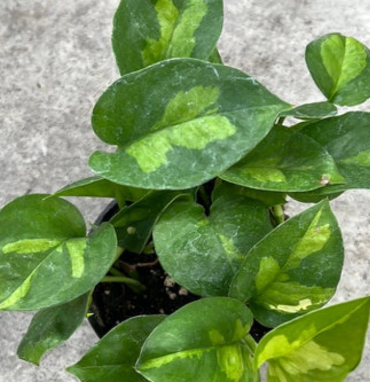 Global Green Pothos Cuttings - 2 Fresh Cuttings, No Roots, Epipremnum aureum, Easy to Propagate