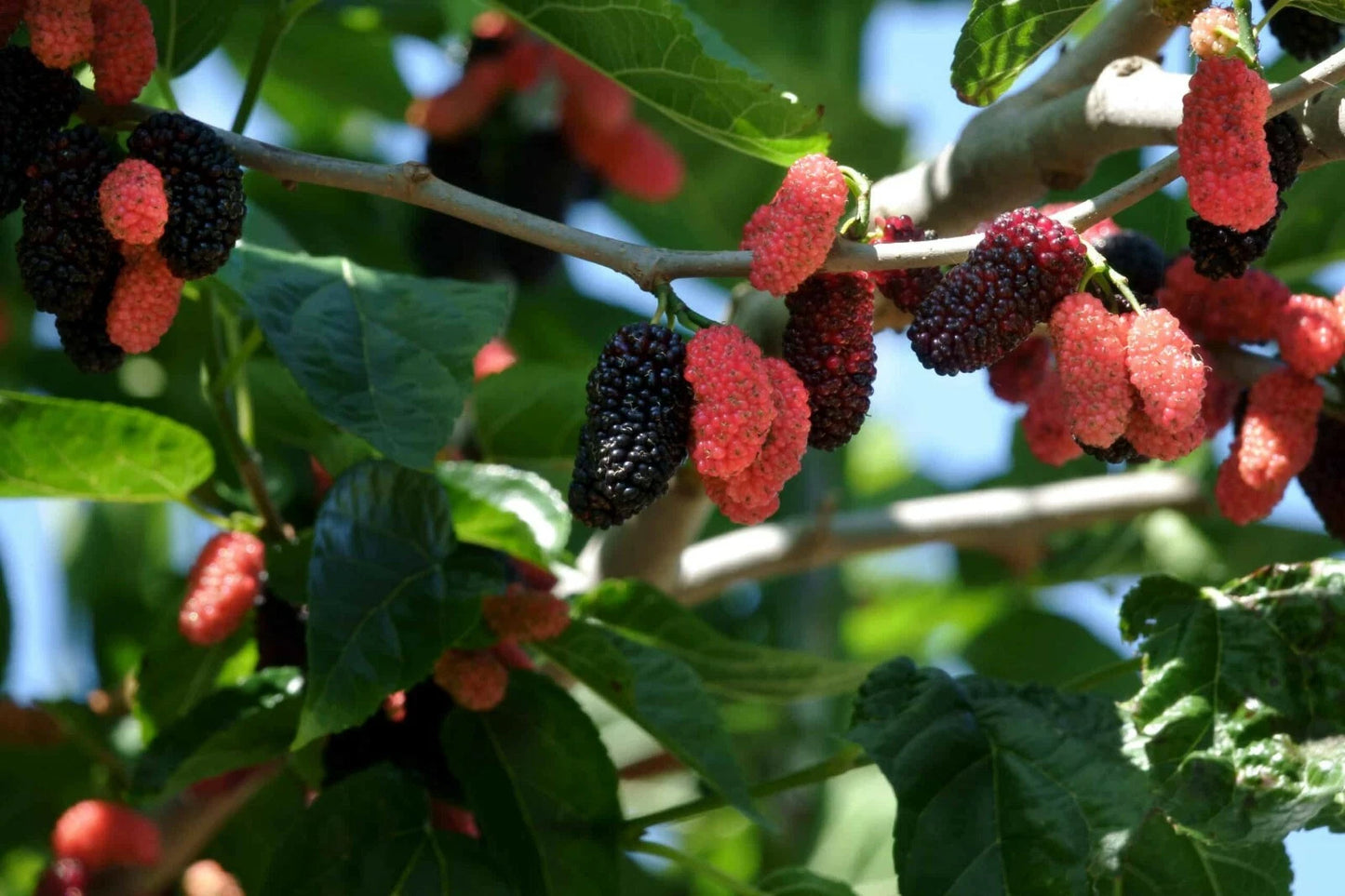 Dwarf Everbearing Mulberry Plants - 2 Live Starter Trees - Morus nigra - Fruiting Varieties - Pesticide Free - Fast Shipping
