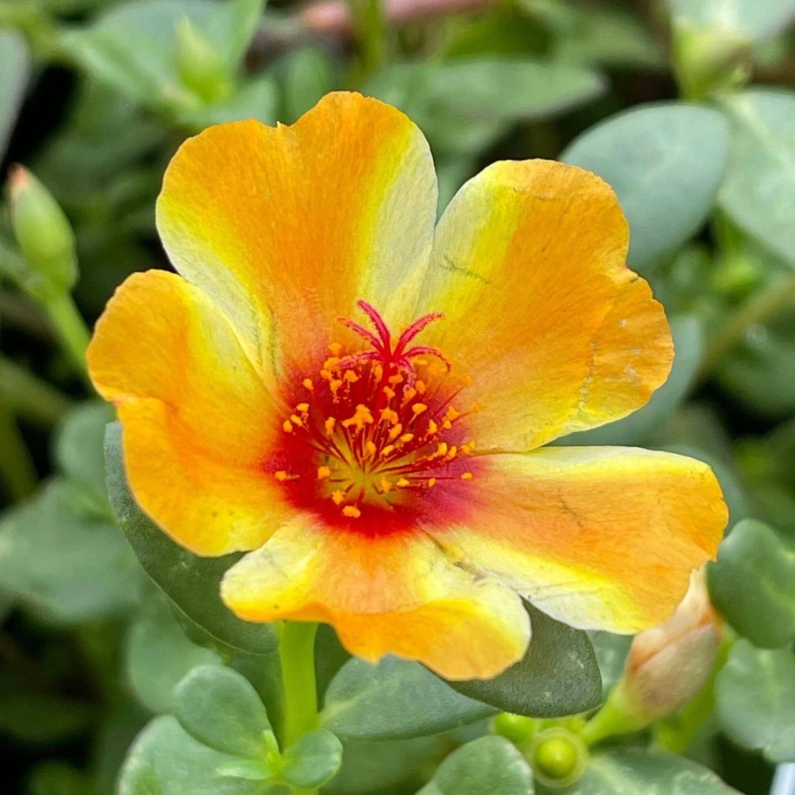 Mango Twist Portulaca Cuttings (5) - Purslane - Full Sun - Portulaca Oleracea - US Seller