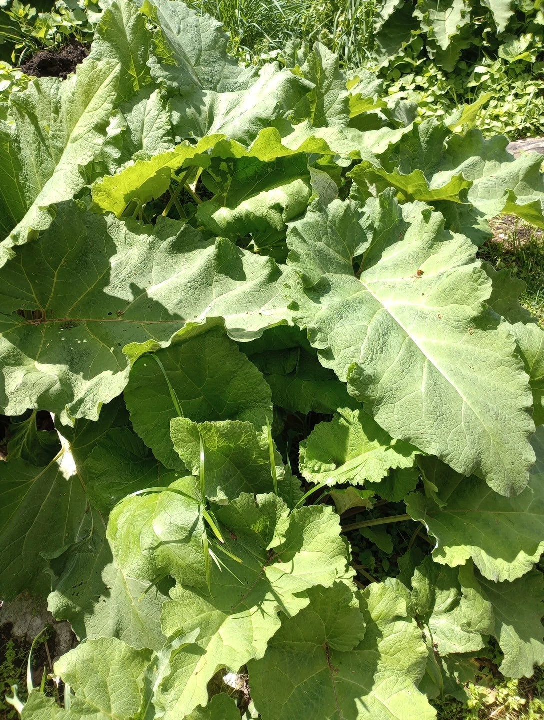 Organic Burdock Root Plant - Bare Root 'Arctium lappa' - Edible Herb for Garden, Hardy Perennial, Non-Toxic to Pets