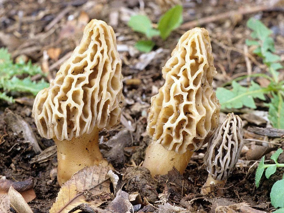 Commercial Grade Mushroom Liquid Culture - Yellow Morel (Morchella esculenta) - Tested Quality for Cultivation