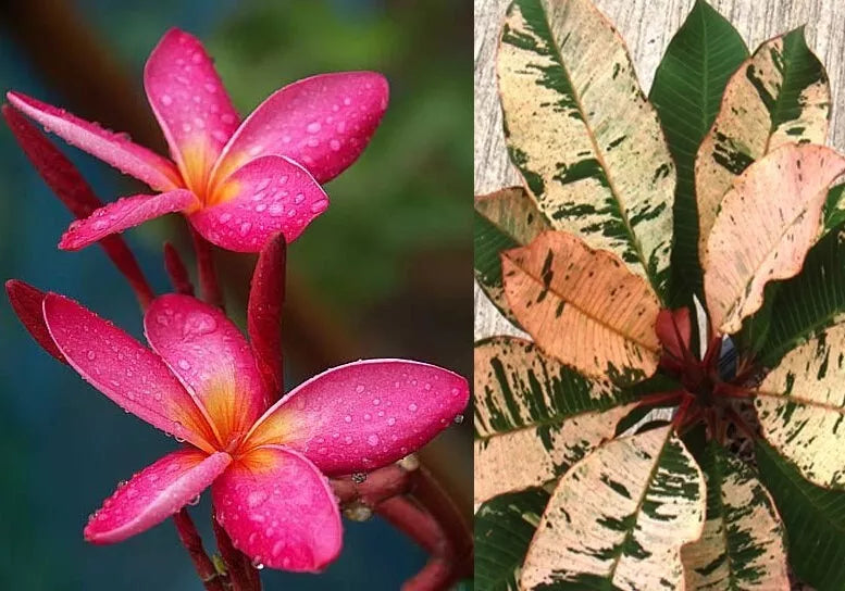 Rooted Grafted Plumeria Plant - Variegated Leaf Red Blooming Frangipani - Plumeria rubra - Perfect for Gardens and Landscapes