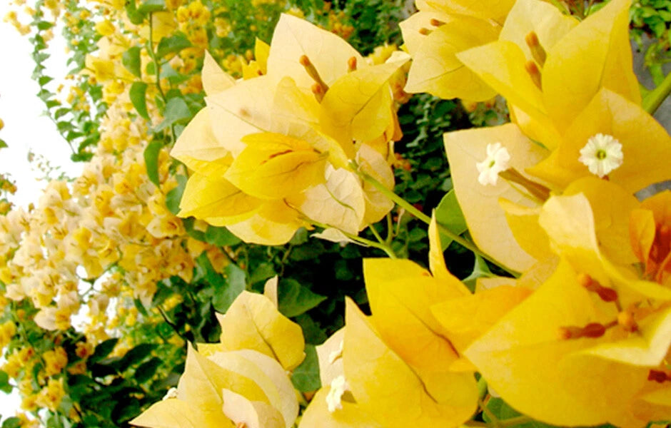 Well Rooted Bougainvillea Starter Plant, Gold Variety, Bougainvillea glabra, Healthy Plug Plant for Easy Potting