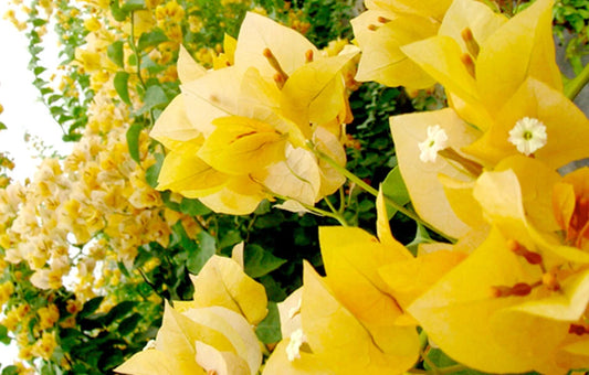 Well Rooted Bougainvillea Starter Plant, Gold Variety, Bougainvillea glabra, Healthy Plug Plant for Easy Potting