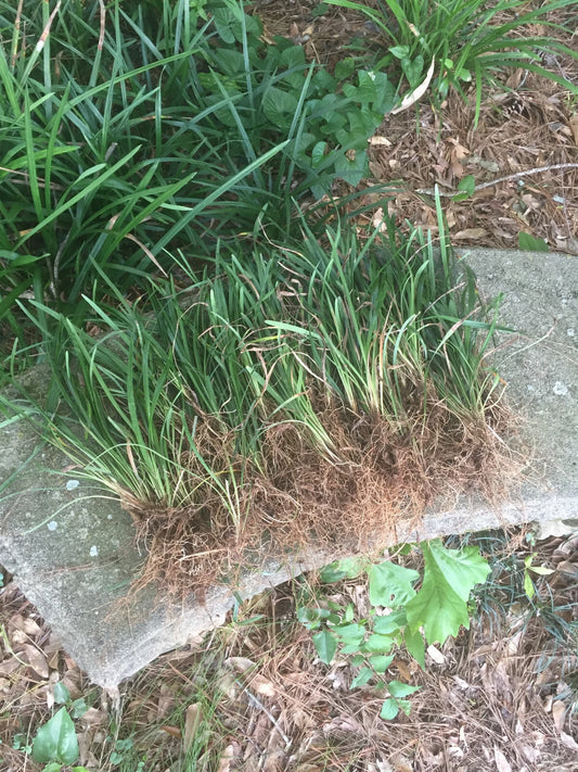 50 Bare Root Monkey Grass Plants, Evergreen Liriope, Ideal for Borders, Ground Cover Plants