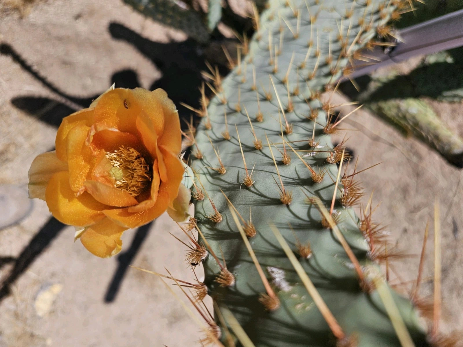 Opuntia Linguiformis Cuttings 2 Pack, Texas Prickly Pear, Cow’s Tongue Cactus, 4.5-8” Edible Pads & Fruits