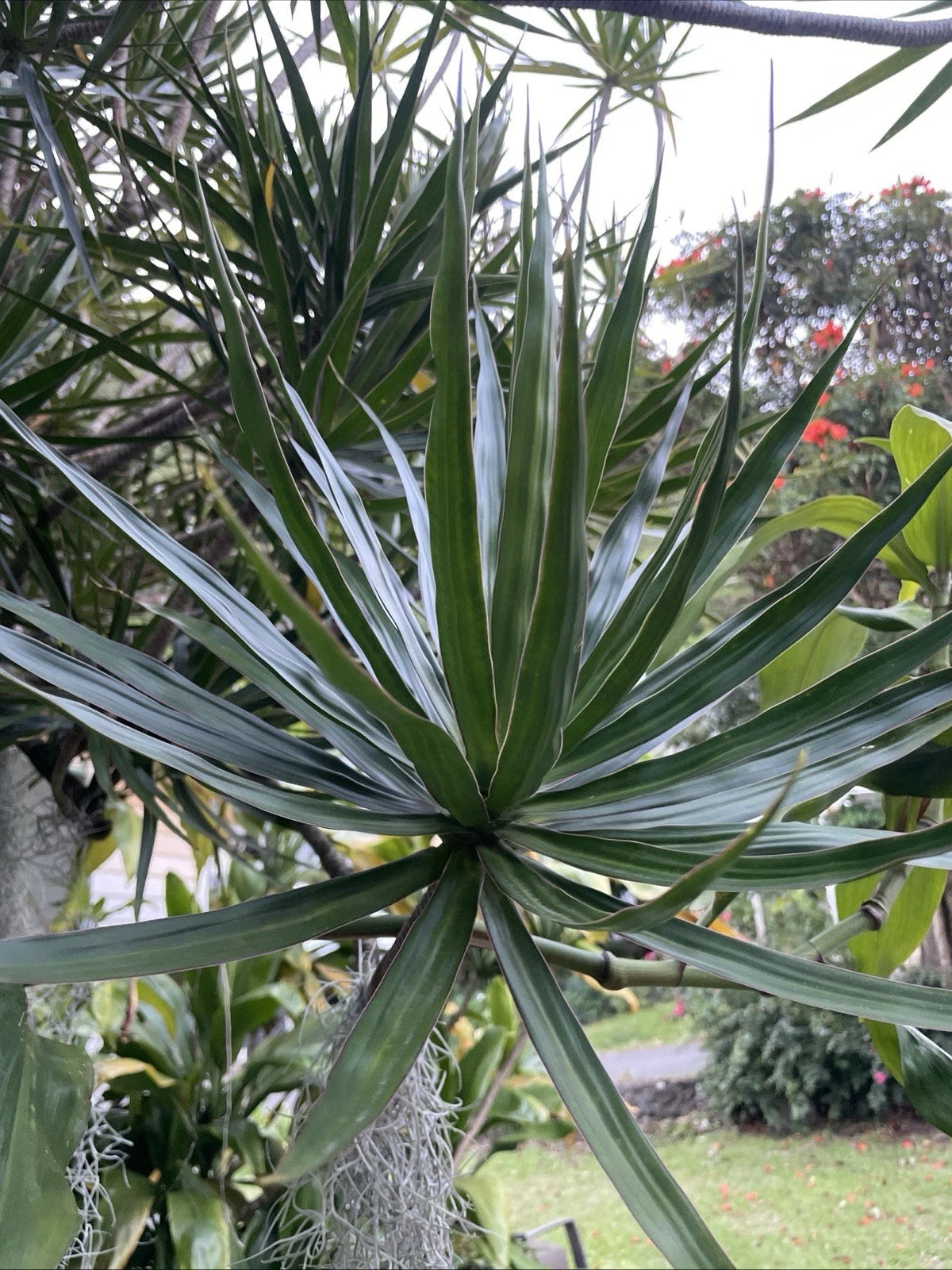 Hawaii Grown Dragon Tree Cuttings - 3 Premium Madagascar Dragon Tree Cuttings - Dracaena marginata - Volcanic Soil Genetics
