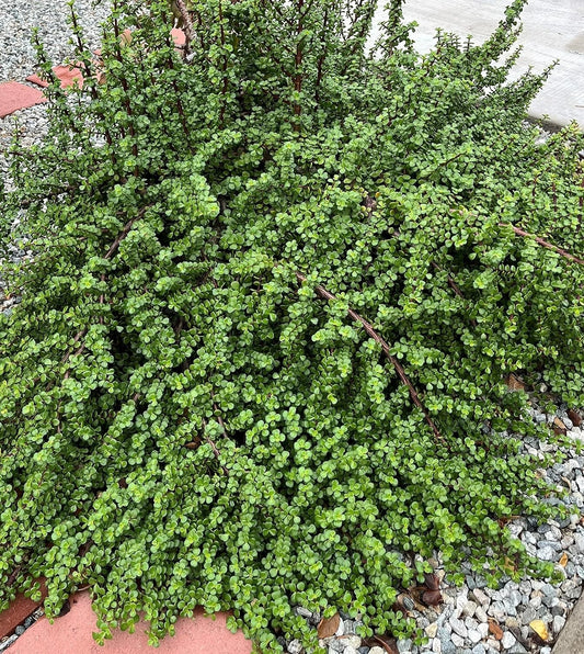 20 Cuttings Elephant Bush Succulent Red Stem Plants Portulacaria afra - Perfect for Propagation or Gifting