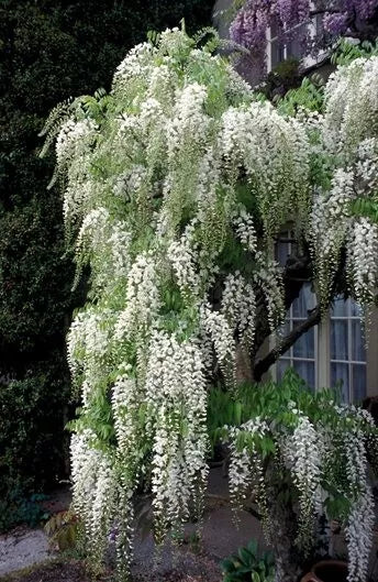 1 live wisteria bush up to 10 in tall white