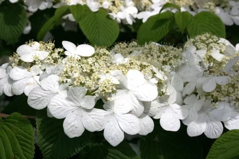 1pc Japanese Snowball viburnum 2.5" pot