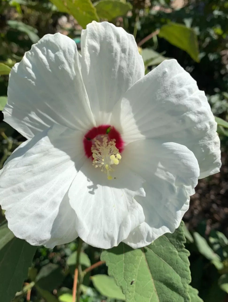 50 Hardy White Hibiscus Seeds - organically grown