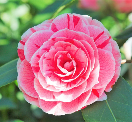 1PC Dad's Pink Camellia Japonica - Starter Plant (4L)