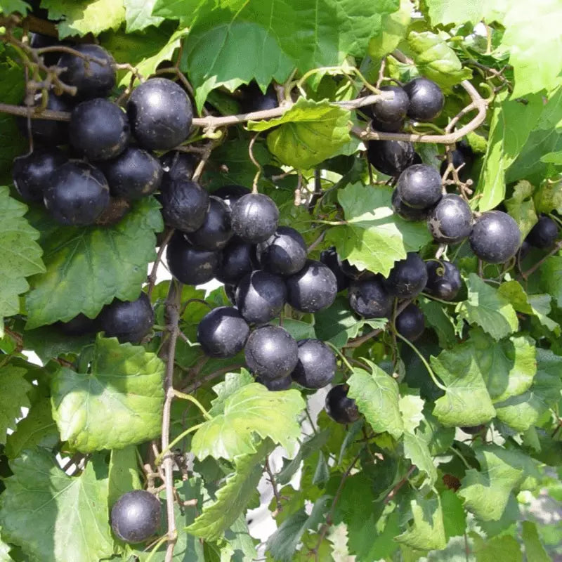 1 Nesbitt Muscadine Live Grape Vine Plant 1-2 yr Old