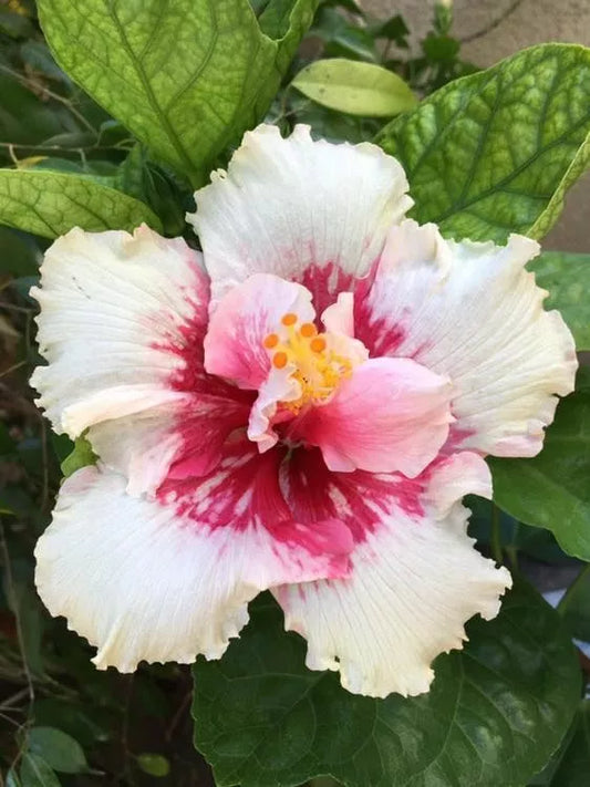 20 White Pink Hibiscus Flower Seeds Perennial