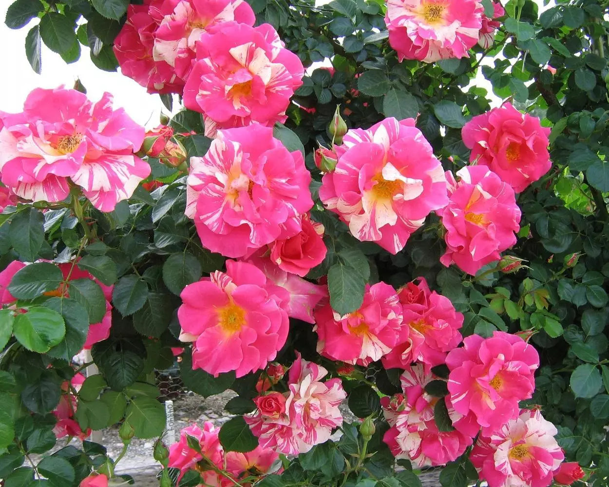 20 Candyland Climbing Rose Rose Bush Seeds