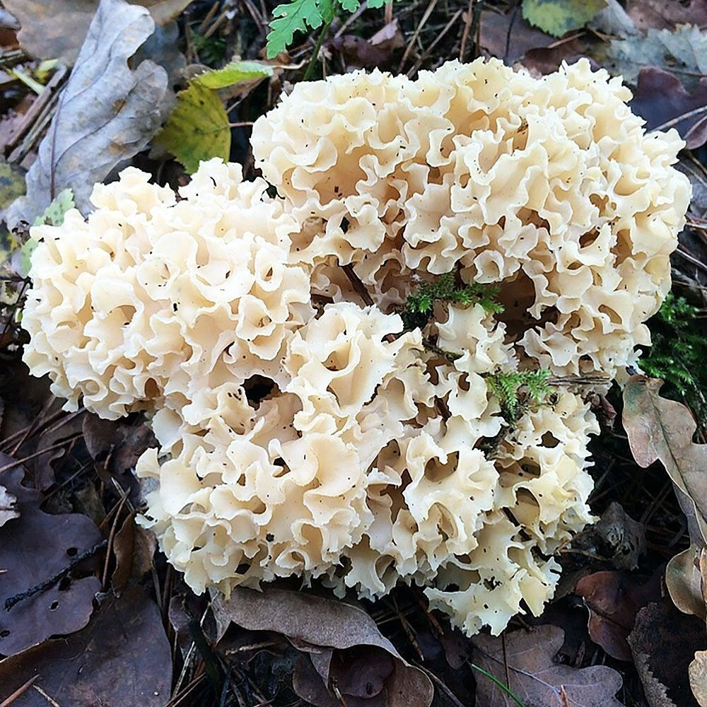 Cauliflower Mushroom Liquid Culture Syringe 12cc - Sparassis crispa - Contaminant-Free Mycelium for Fast Cultivation
