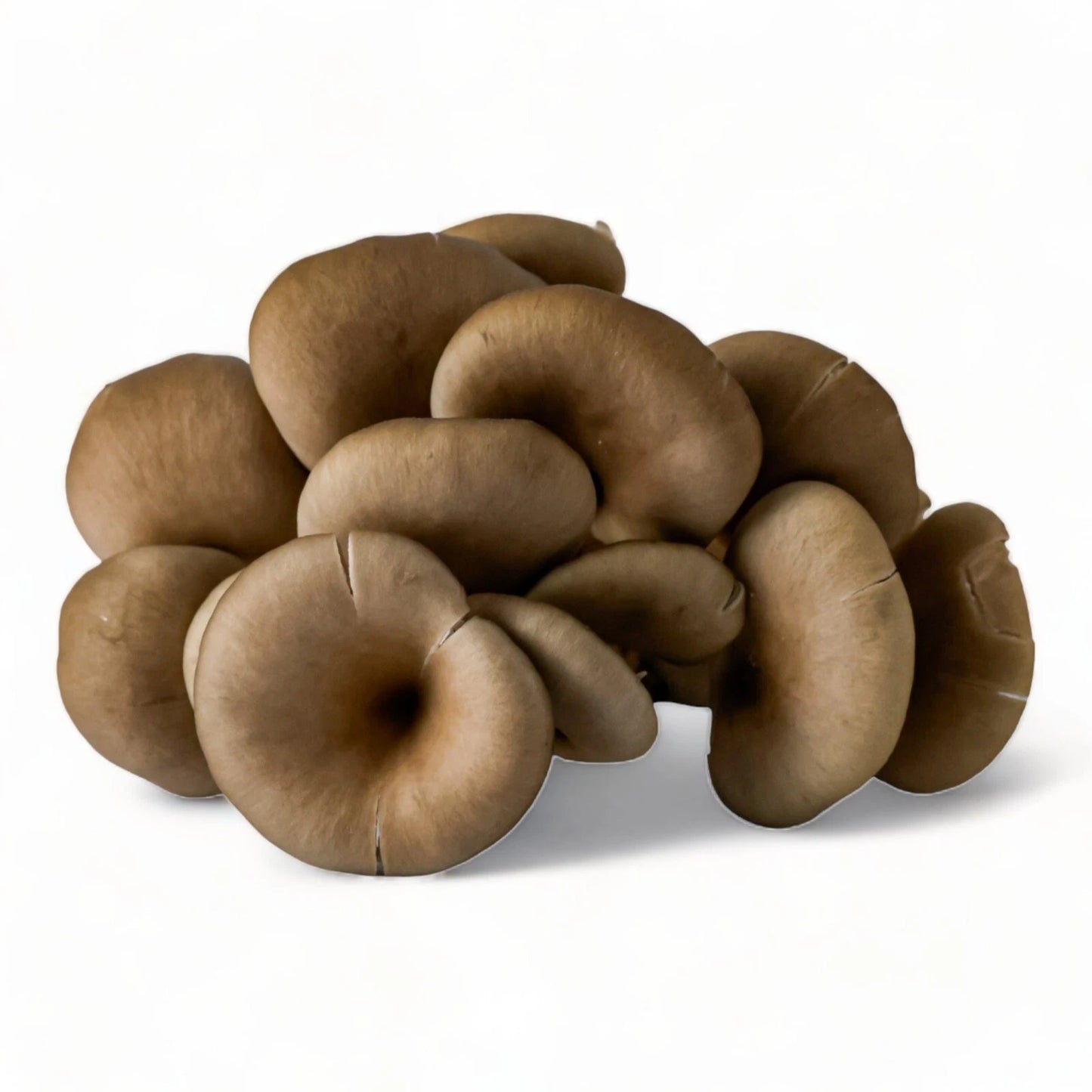 Organic Mushroom Grow Kit - Blue Oyster - Pre-Colonized - R&R Cultivation - Gourmet Mushroom Spores - USDA Certified Organic