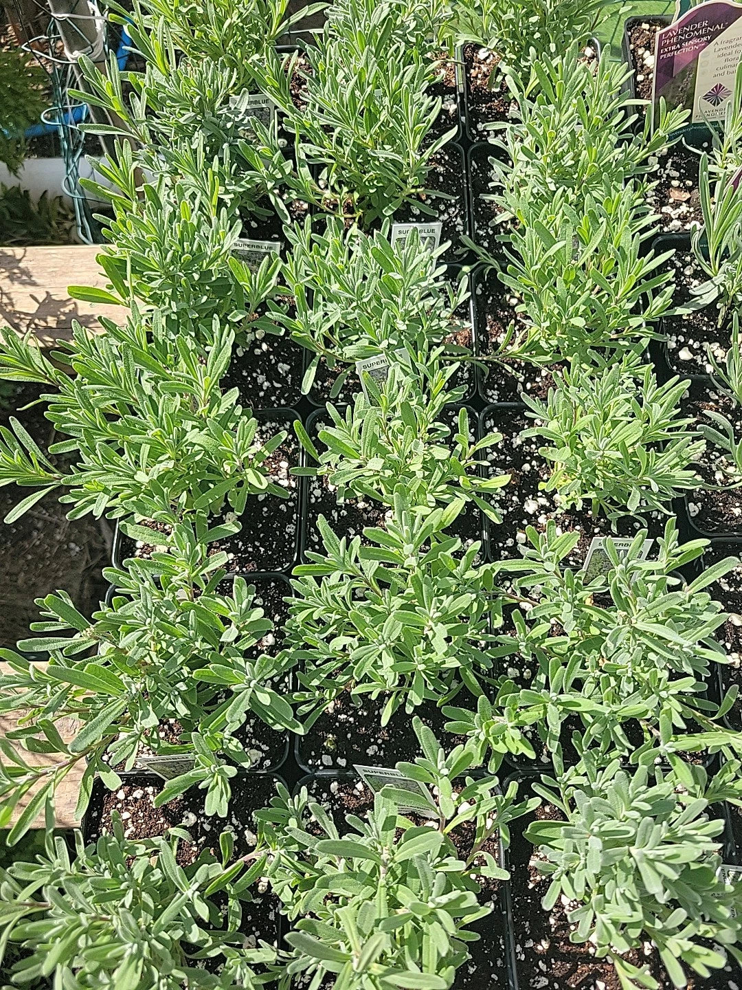Lavender Super Blue Live Plant | 4 Inch Pot | Lavandula Angustifolia | Well-Rooted Herb for Garden and Indoor Use