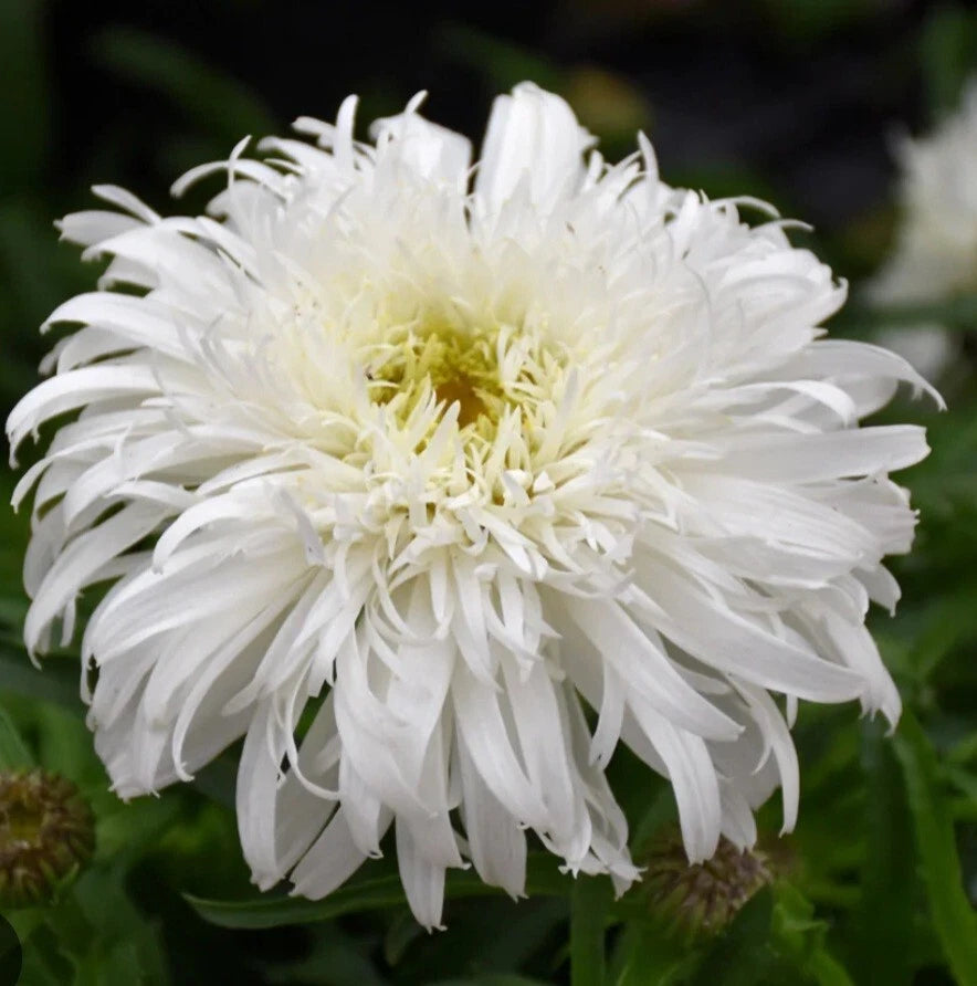 Daisy Marshmallow Bare Root Plants - Shasta Daisy, White & Yellow Flowers, Perennial Outdoor Garden Plant, Chrysanthemum