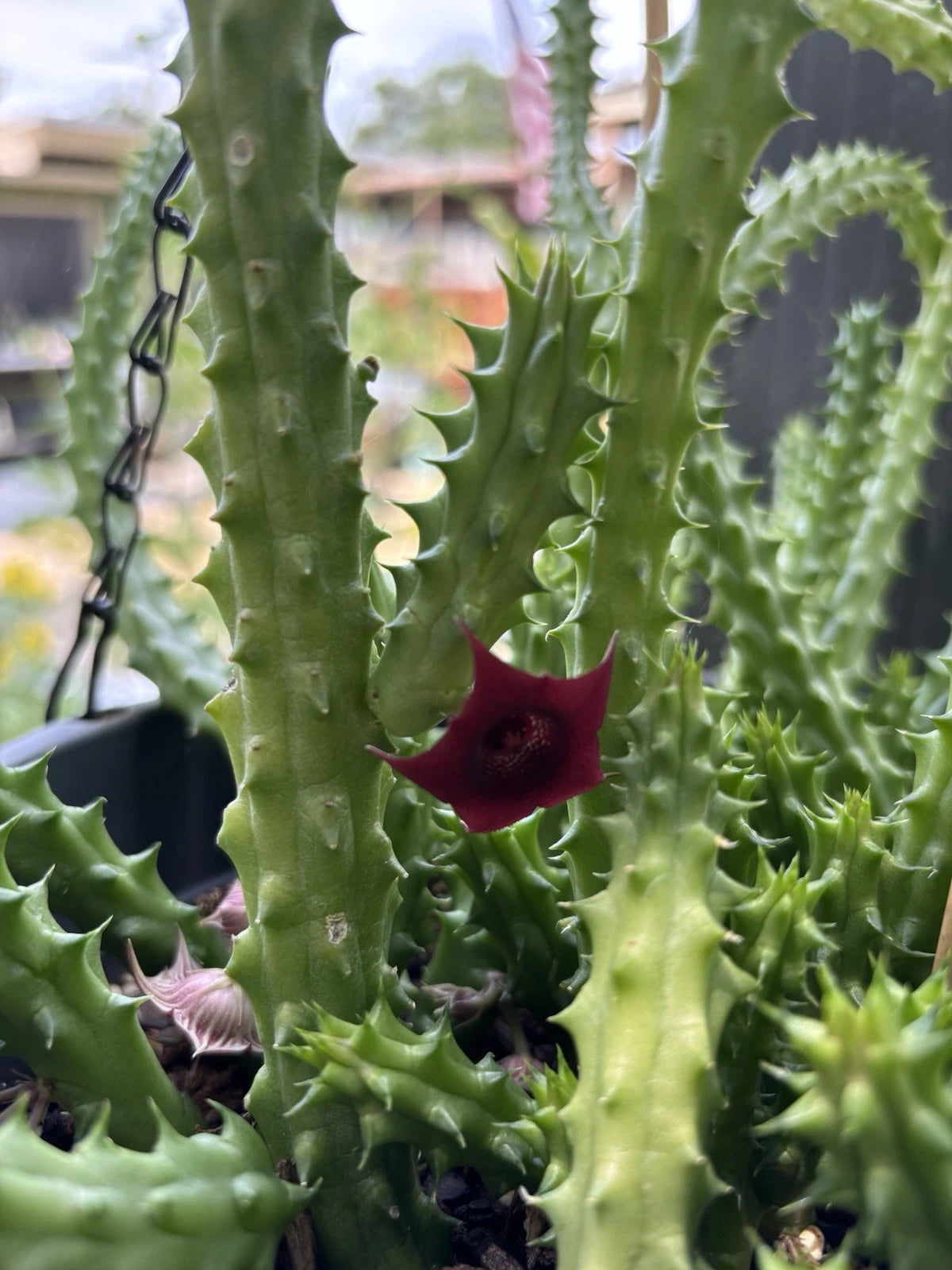 Live Blooming Cactus Plant - Red Dragon Huernia schneideriana - 3 Inch Pot with Fully Rooted 4-5 Pieces - Unique Succulent