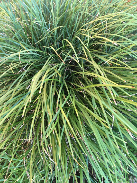25 Mondo Grass Plants, Bare Root, Liriope, Evergreen Ground Cover for Landscaping, Shipped with Roots