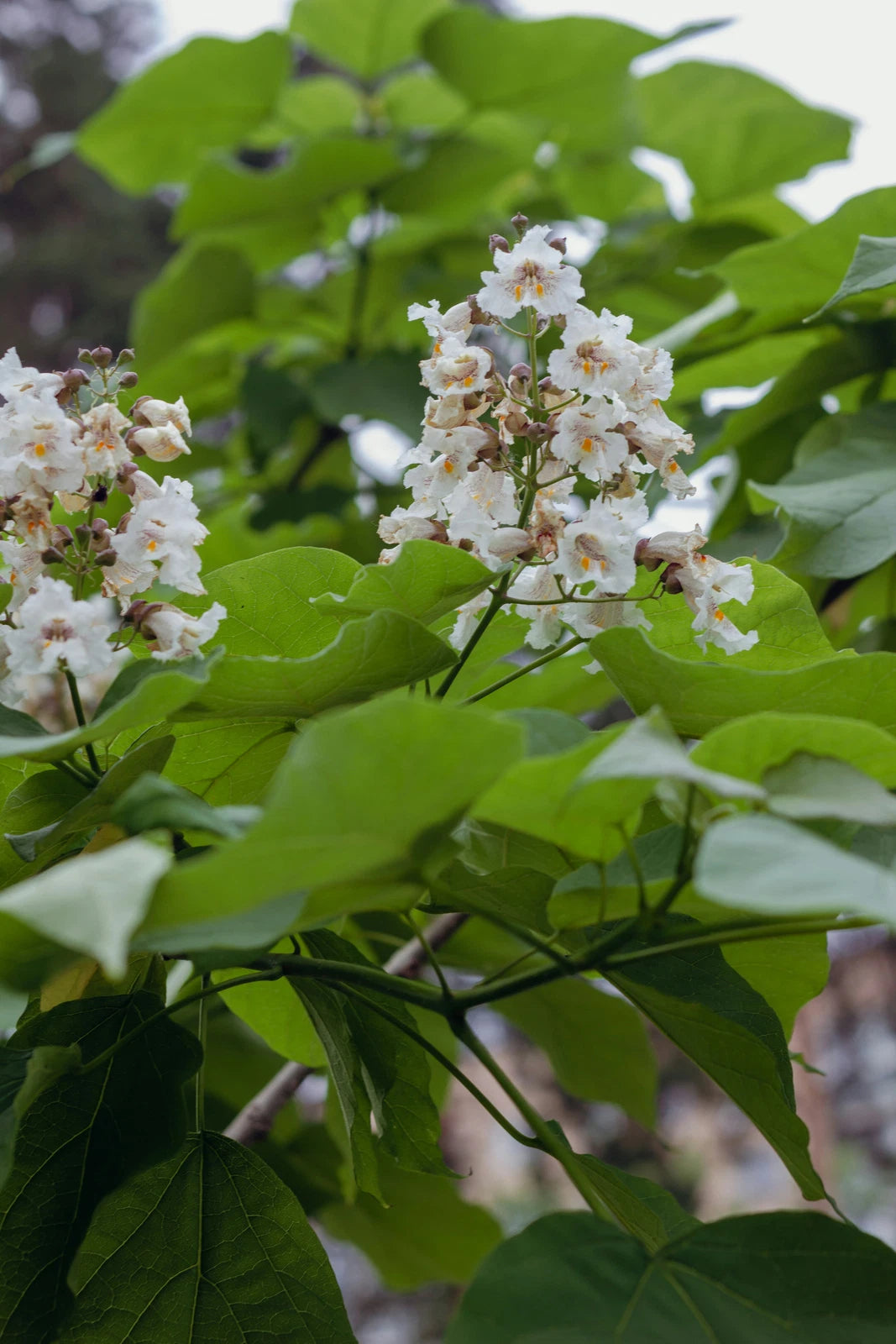 Northern Catalpa Seedling Plug - Catalpa speciosa - Hardy Native Shade Tree - 6–12" Tall Eco-Friendly Plant