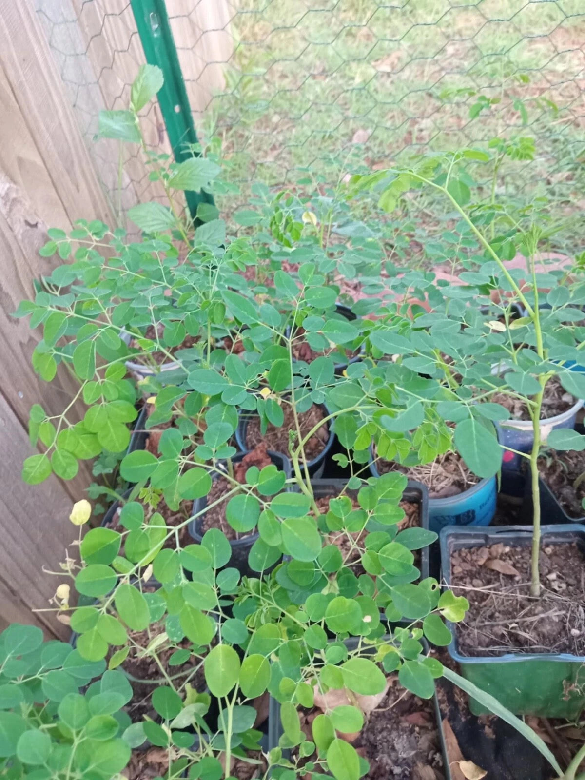 Moringa Rooted Live Plant with Free Seeds - Organic Superfood Herb - Moringa oleifera for Indoor/Outdoor Gardening